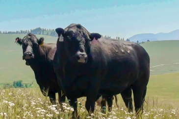 cattle property for sale montana sky range ranch