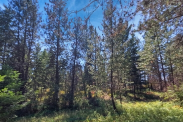timberland for sale washington hidden lake ranch