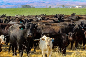 washington farmland for sale rolling acres at the gorge