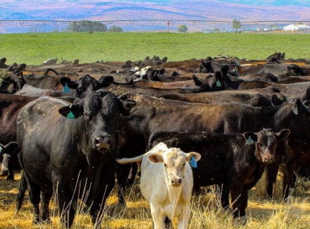 washington farmland for sale rolling acres at the gorge