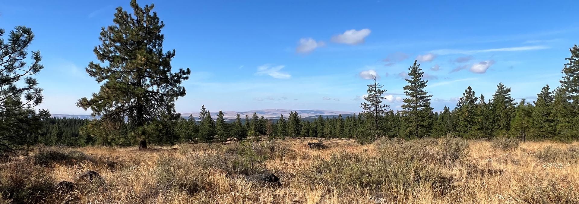 washington land for sale jasper stone hollow