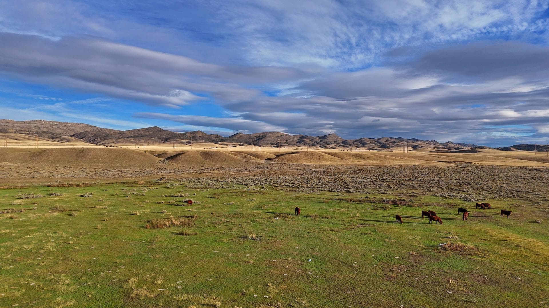 Angus Cattle Montana Jefferson River Legacy Ranch