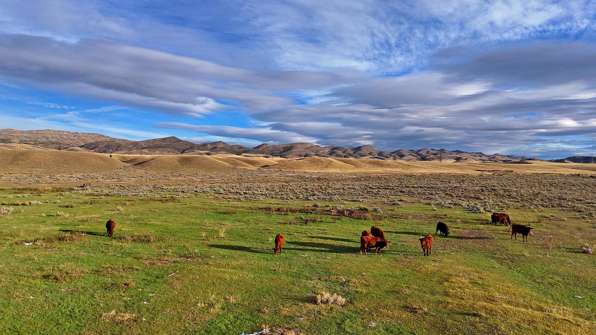 Grass feed beef Montana Jefferson River Legacy Ranch