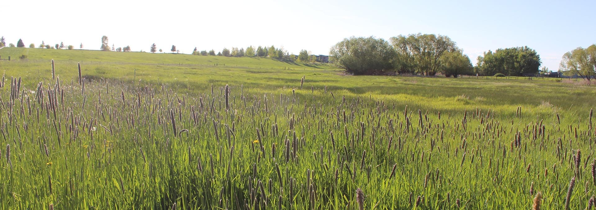 Montana land for sale Bridger View on Love Lane