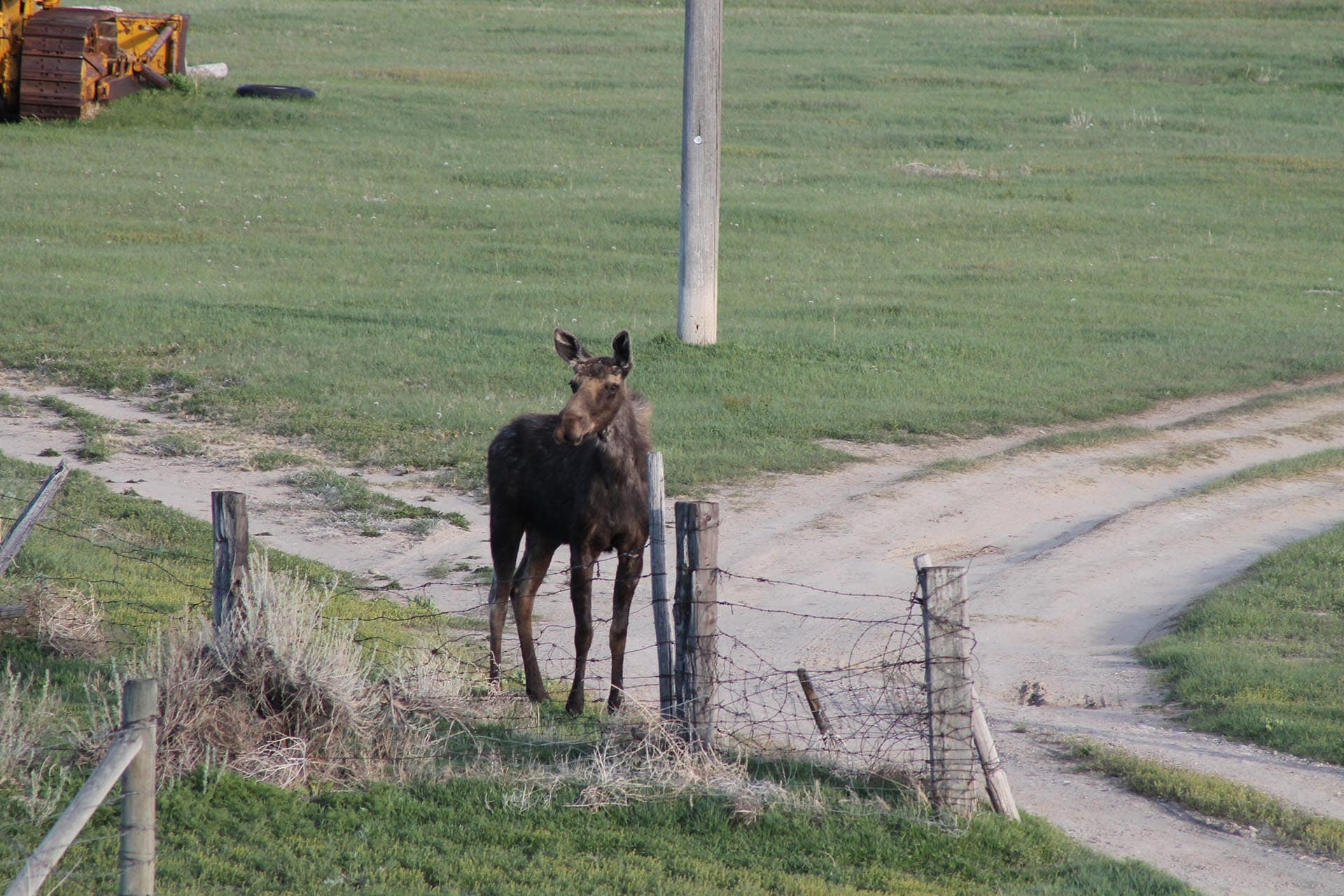 Moose Montana Jefferson River Legacy Ranch