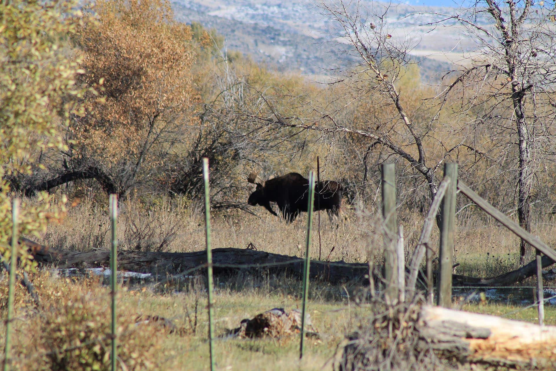 Moose hunting Montana Jefferson River Legacy Ranch