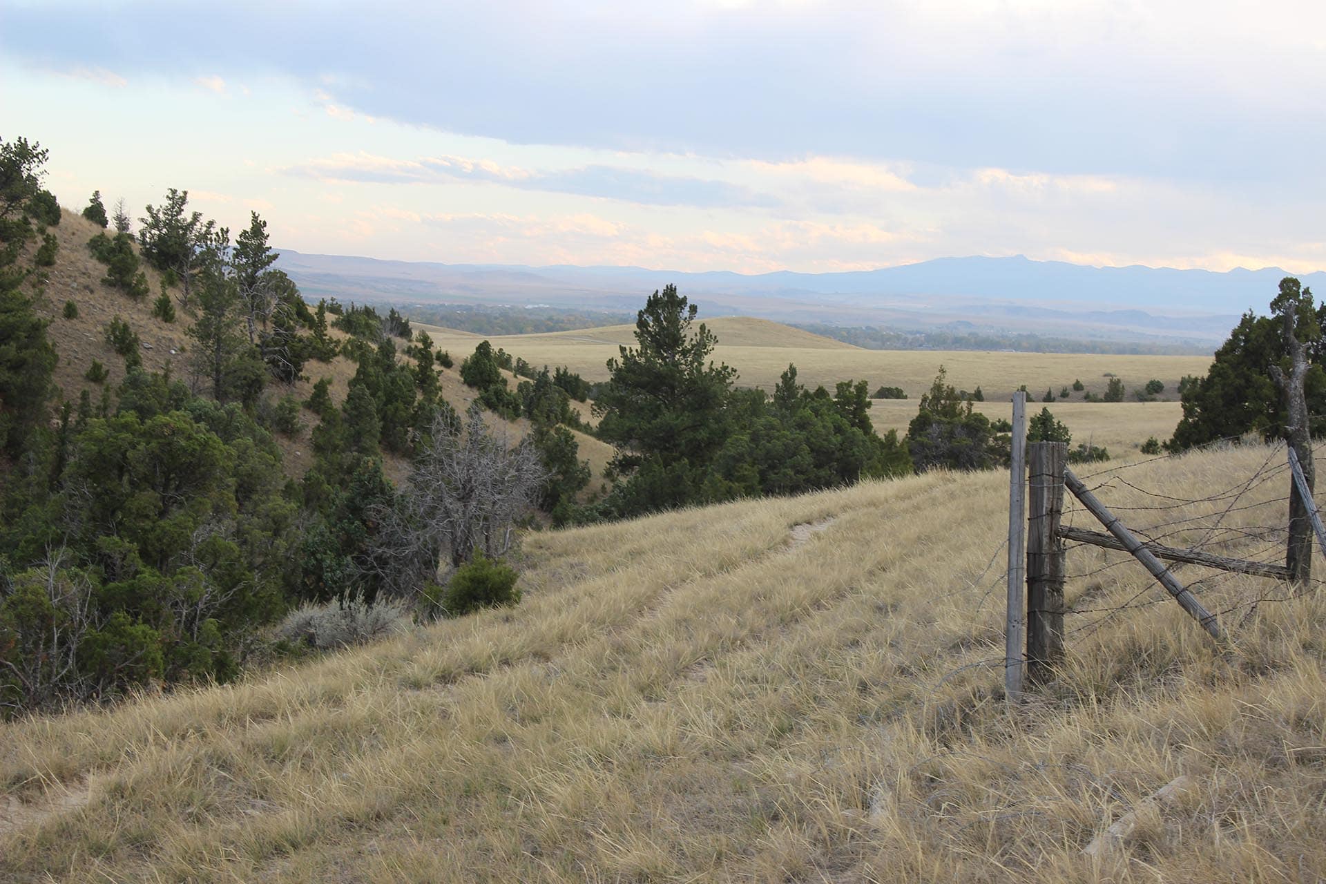 Pheasant Hunting Montana Jefferson River Legacy Ranch