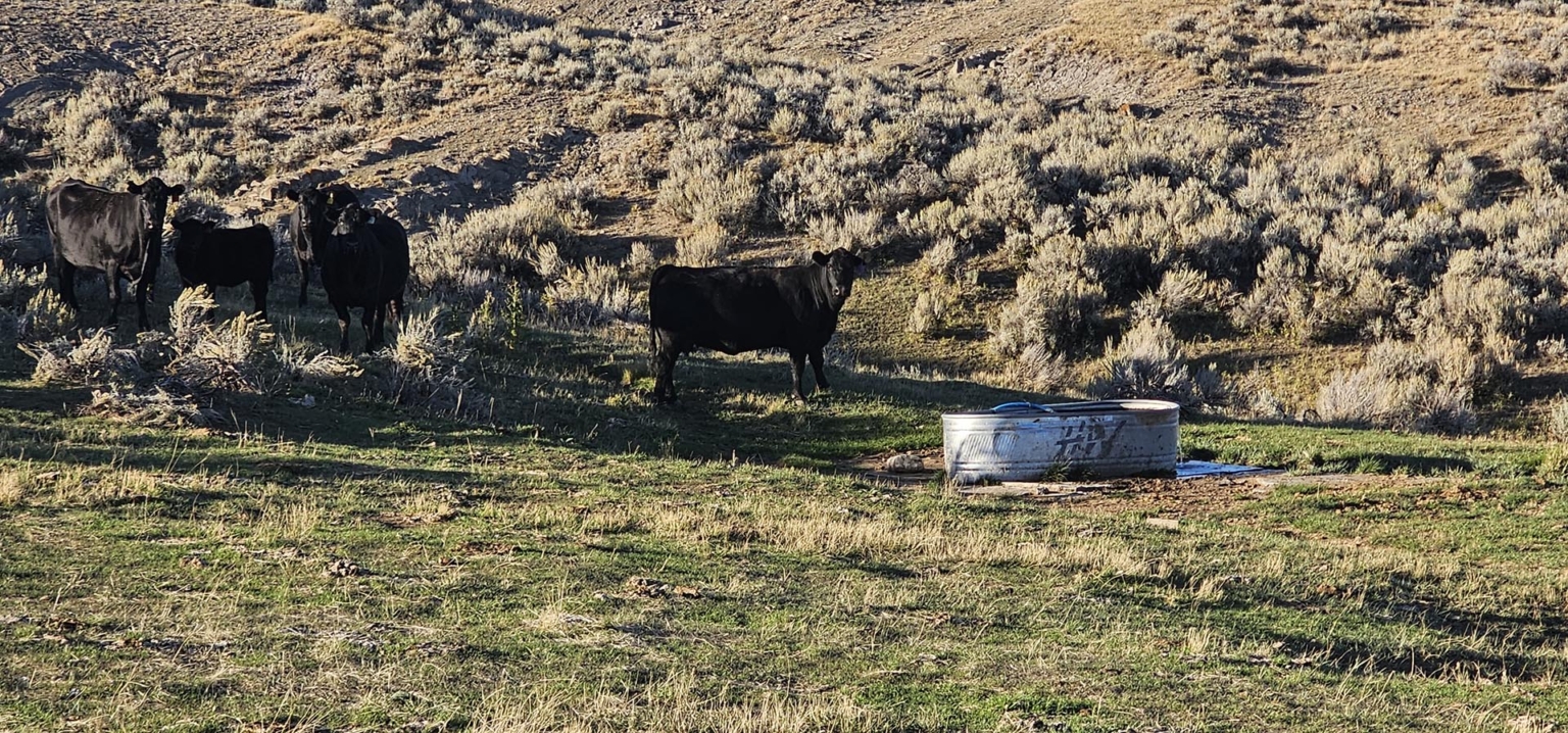 Shields Valley View Ranch | Wilsall Montana | Fay Ranches