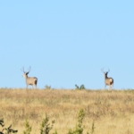 colorado hunting properties for sale South Apishapa Ranch