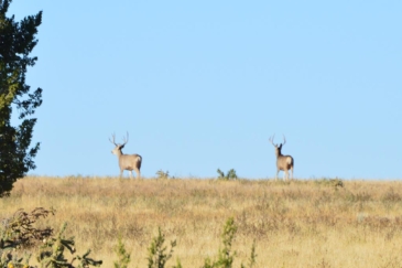 colorado hunting properties for sale South Apishapa Ranch