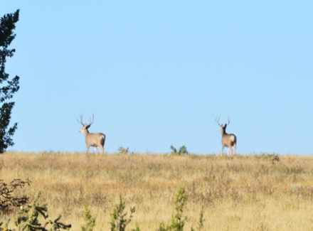 colorado hunting properties for sale South Apishapa Ranch
