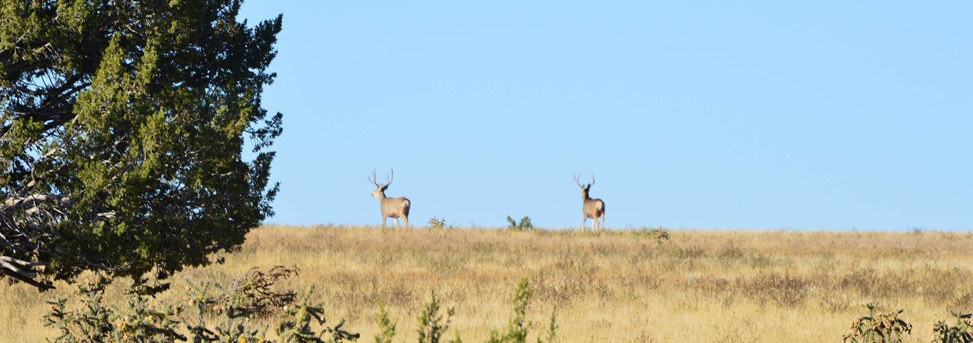 colorado hunting properties for sale South Apishapa Ranch