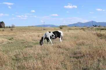 equestrian property for sale Montana Bridger View on Love Lane