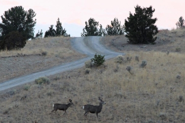 montana land for sale little fish creek retreat