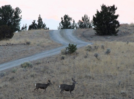 montana land for sale little fish creek retreat