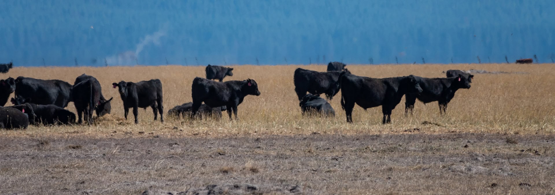 oregon land for sale bar y pivots