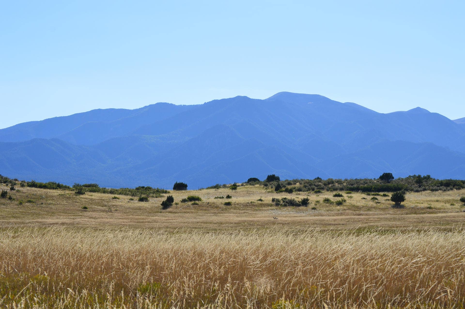 antelope tags Colorado Pounds Ranch