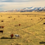 montana agricultural property for sale elk meadows ranch