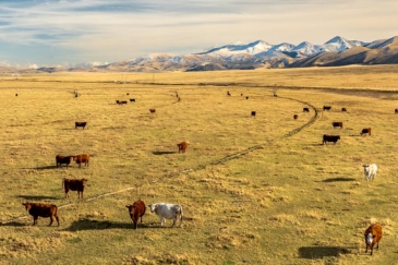 montana agricultural property for sale elk meadows ranch