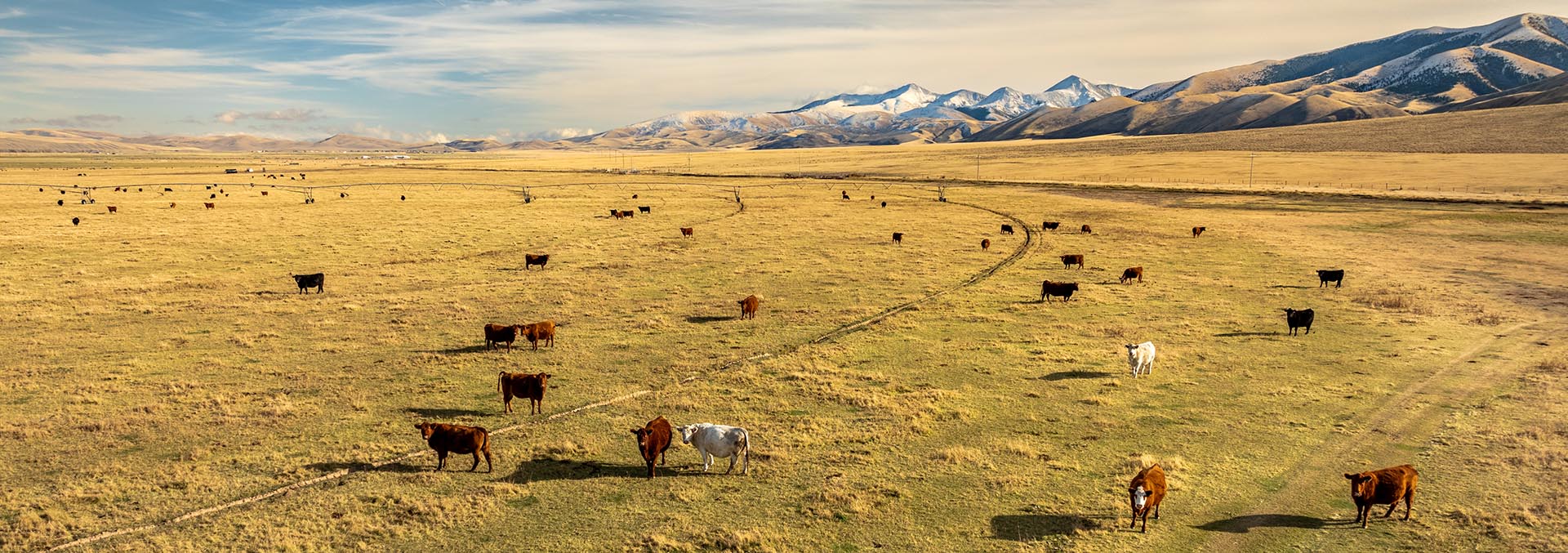 montana agricultural property for sale elk meadows ranch