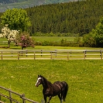 montana-ranch-for-sale-ninemile-valley-ranch