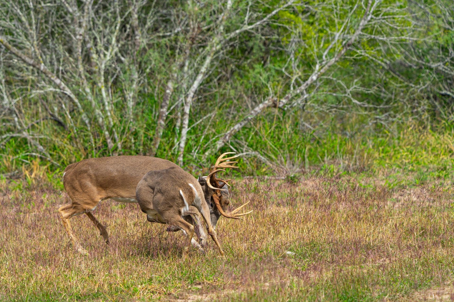 Contigo Ranch | Premont Texas | Fay Ranches