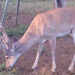 texas ranches for sale purgatory bend ranch