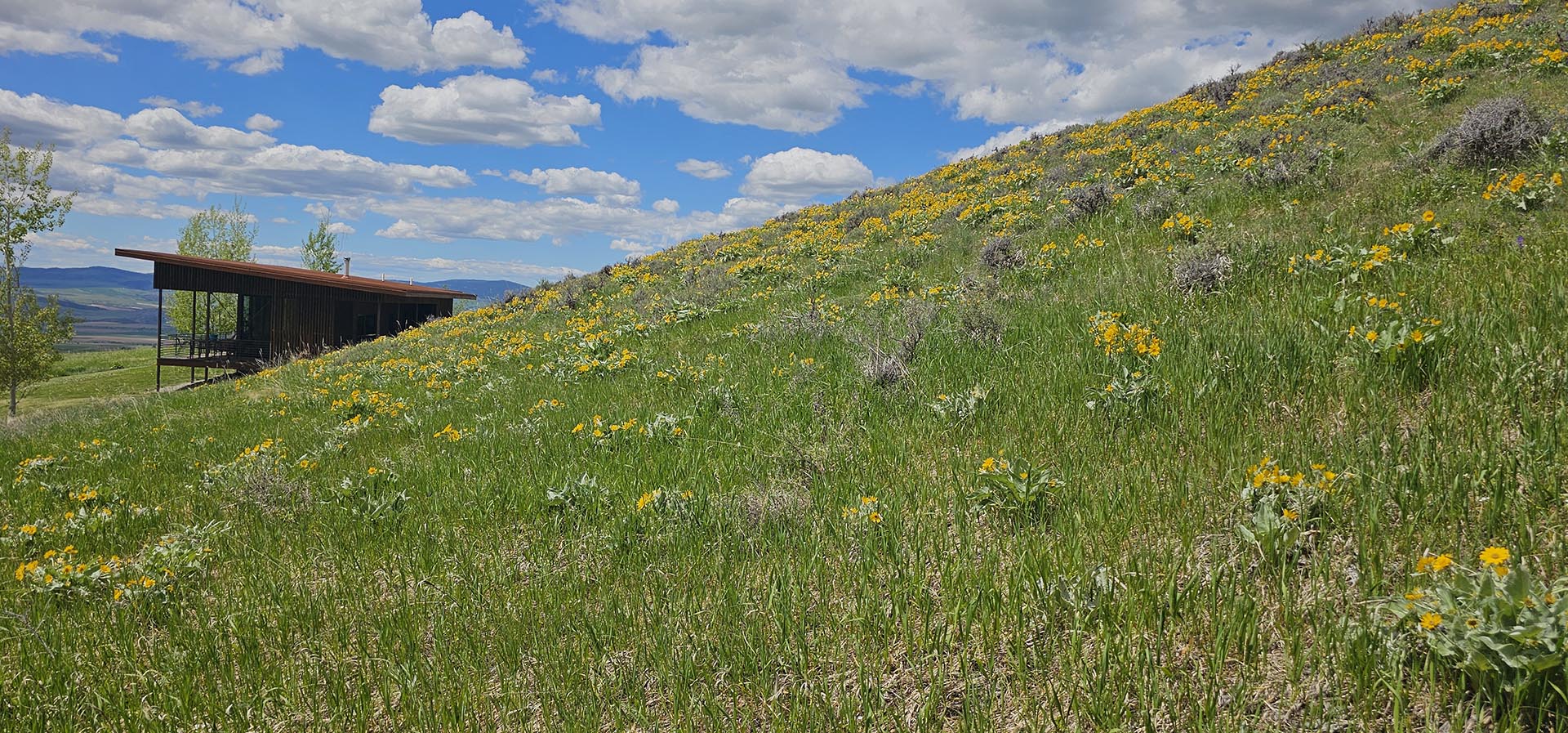 wildflowers montana double g montana