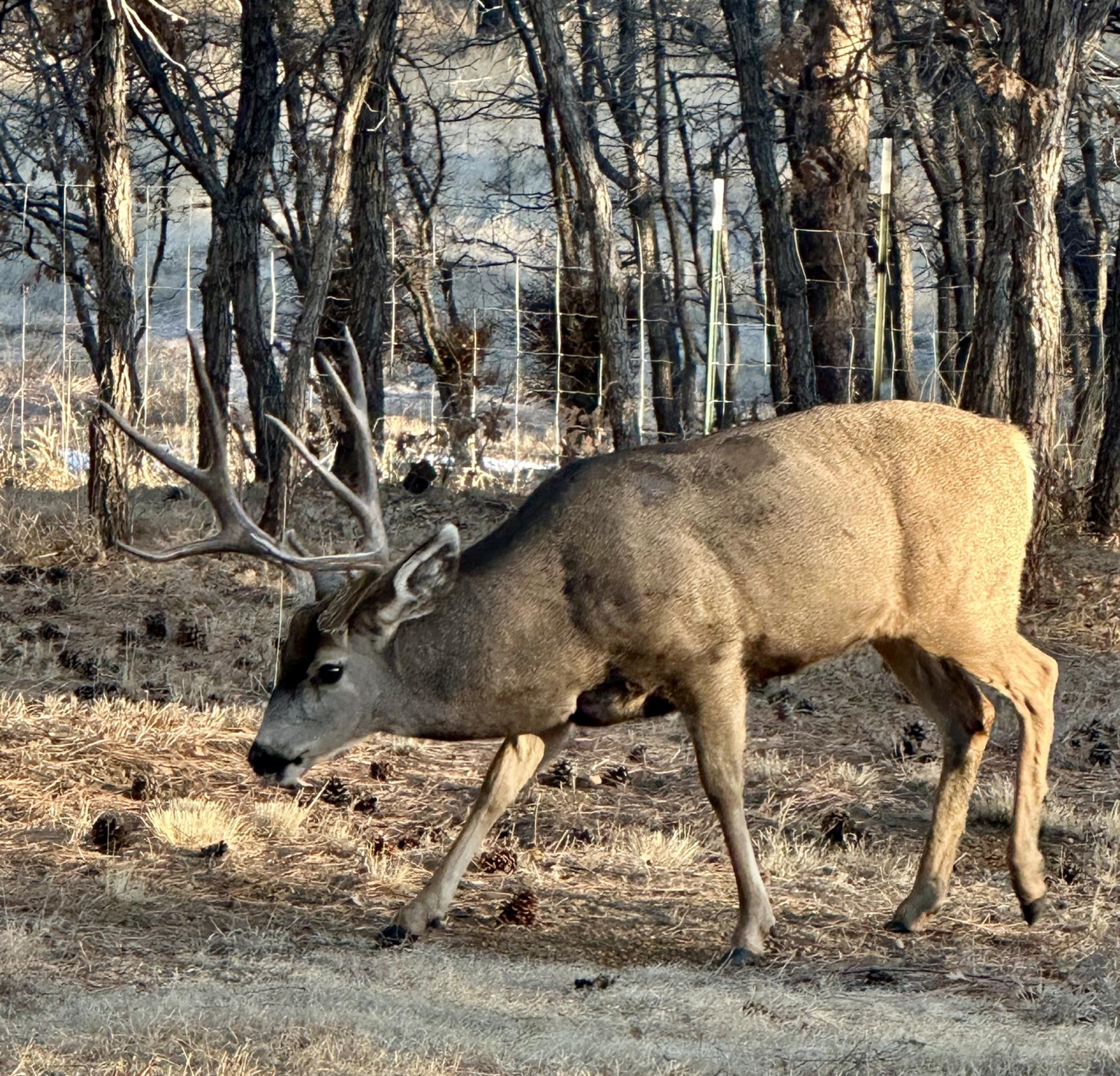 Santillanes Creek Ranch | Las Vegas New Mexico | Fay Ranches