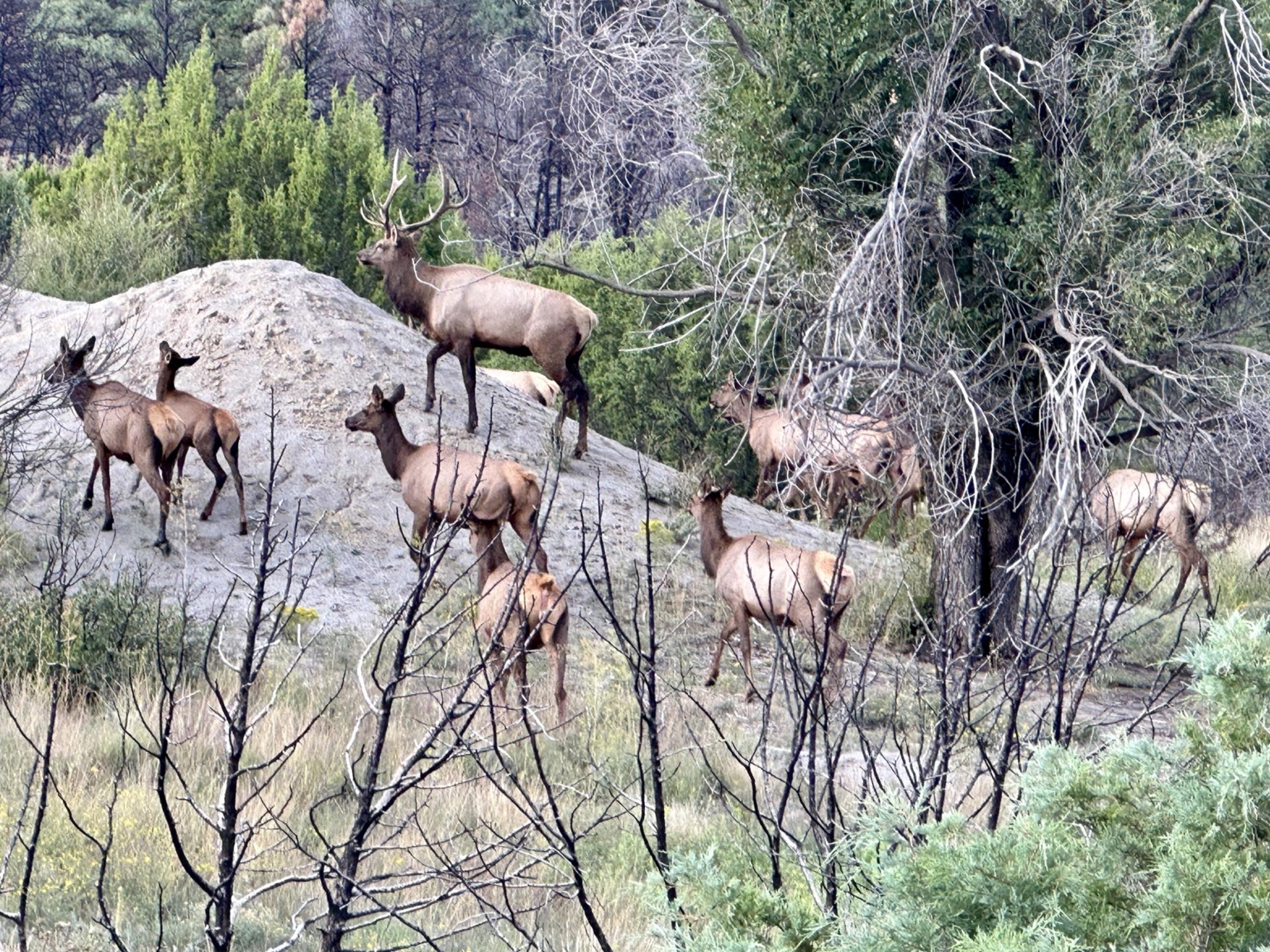 Santillanes Creek Ranch | Las Vegas New Mexico | Fay Ranches