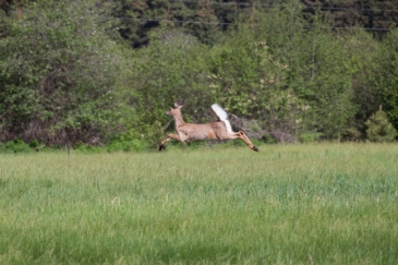 big game hunting land for sale Montana Pine Creek Ranch