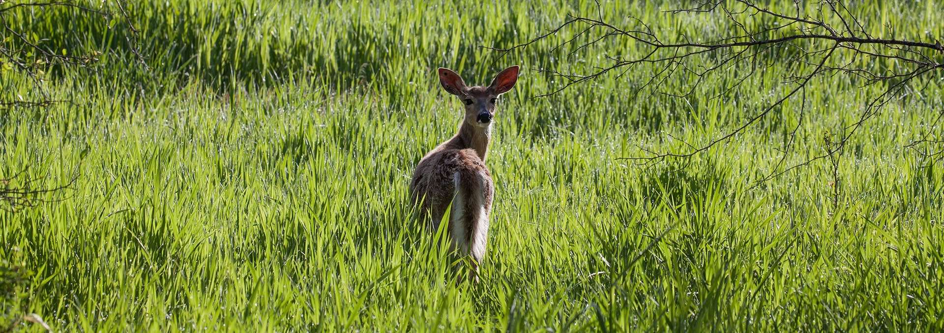 montana land for sale Pine Creek Ranch