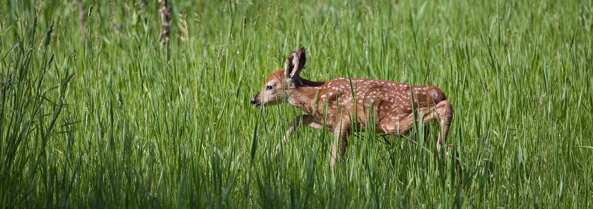 montana property for sale Pine Creek Ranch