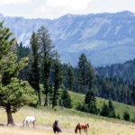 montana land for sale east bridger refuge