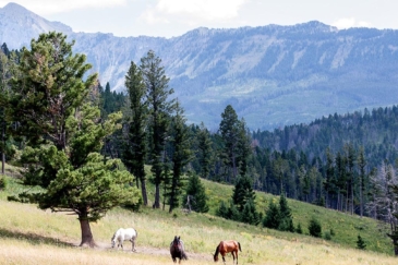 montana land for sale east bridger refuge