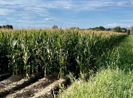 Colorado farms for sale jersin farm