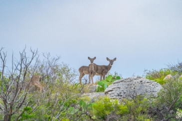 big game hunting land for sale texas silver s ranch