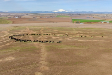 cattle operation for sale oregon fessler hay cattle ranch