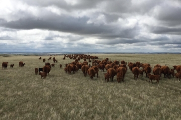 cattle ranches for sale south dakota cheyenne river ranch