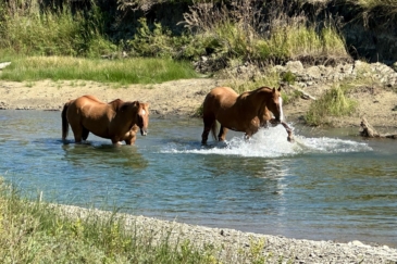equestrian property for sale montana sweet grass overlook