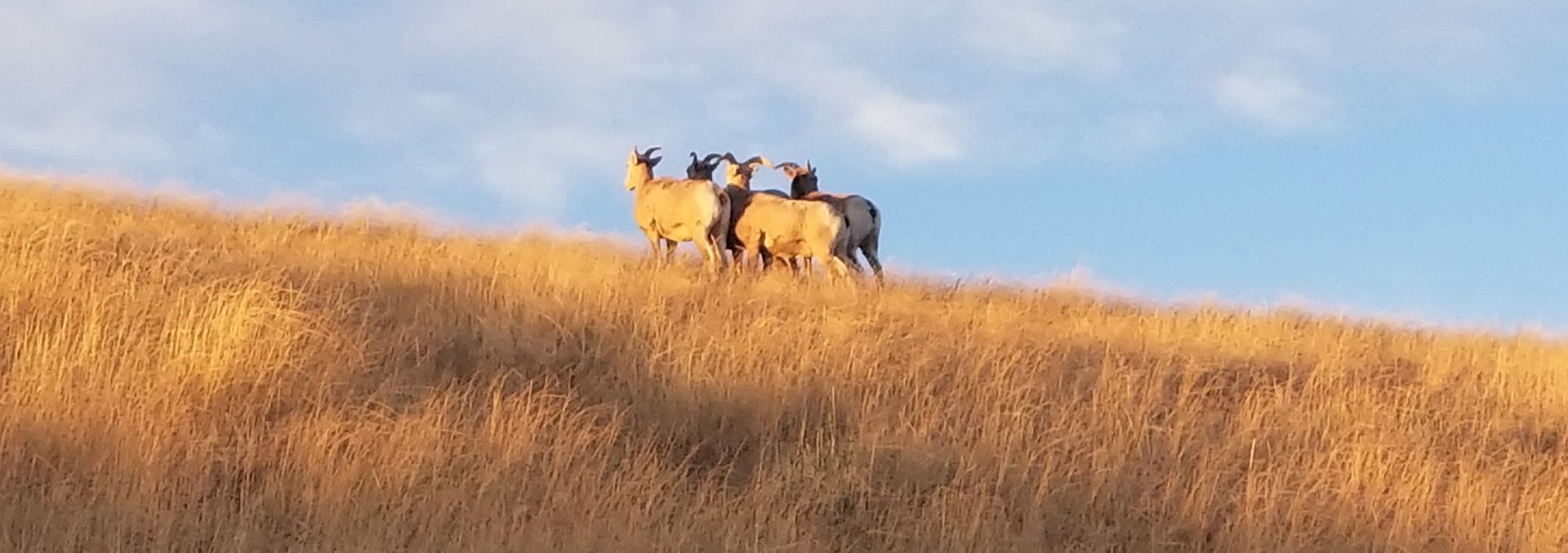 montana property for sale zortman landusky gold resource property
