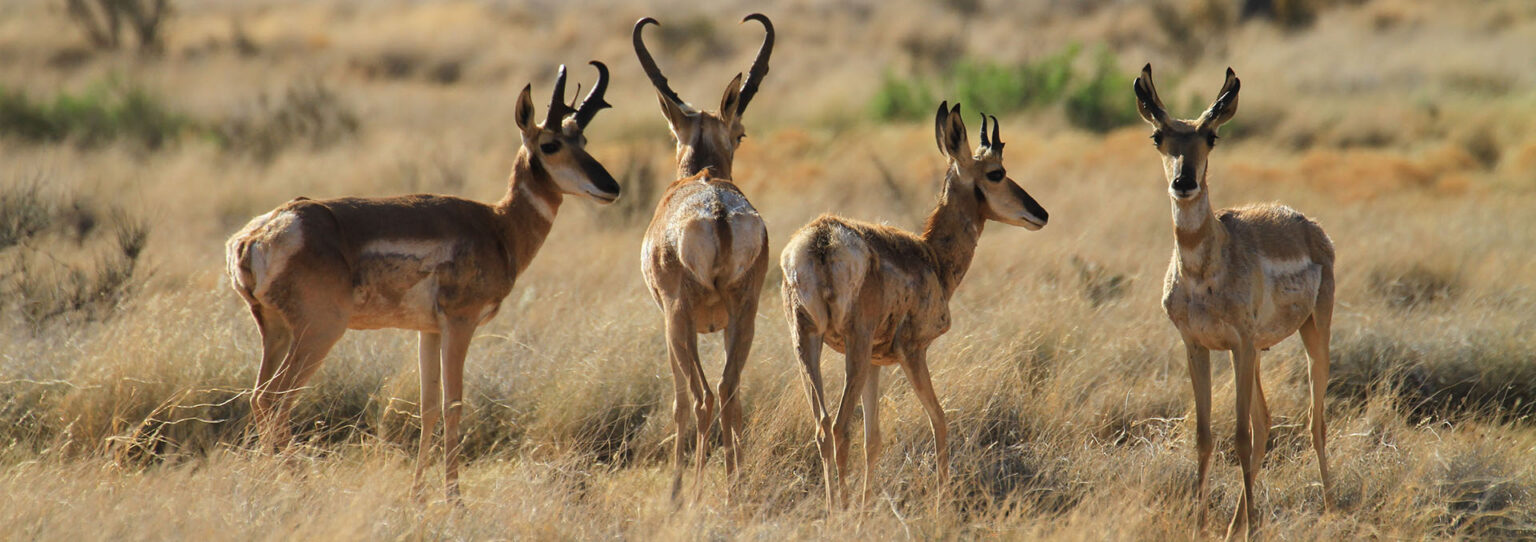 Pitchfork Ranch | Silver City New Mexico | Fay Ranches