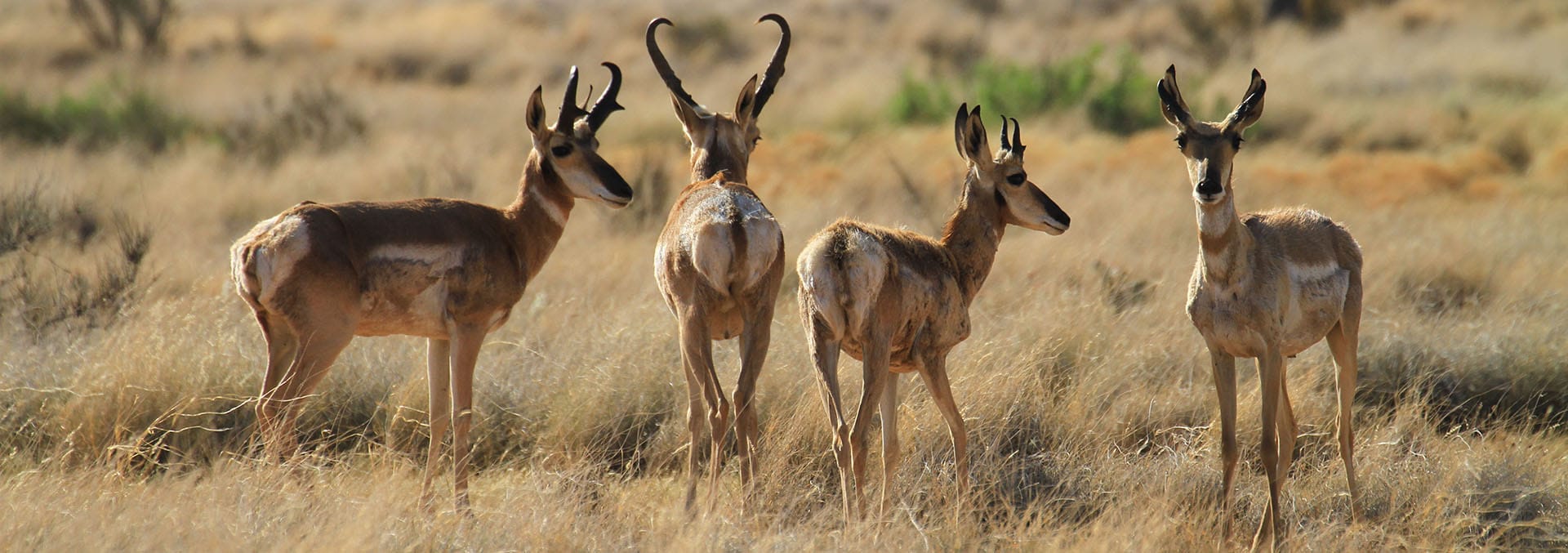 new mexico property for sale pitchfork ranch