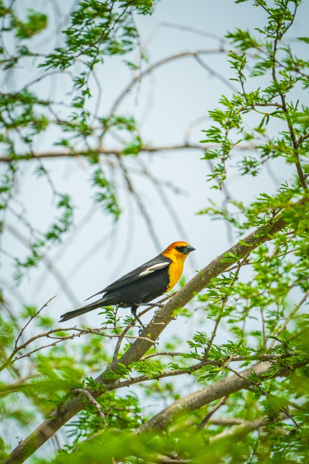 Continental Ranch | Freer Texas | Fay Ranches