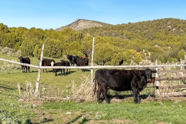 cattle ranches for sale Idaho Jenkins Canyon Ranch