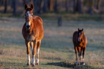 horse property for sale montana big flat river ranch