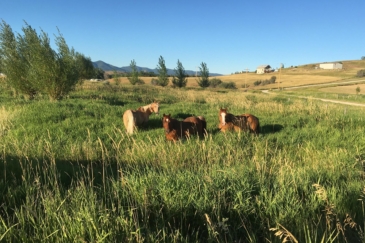 horse property for sale montana castle butte ranch