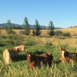 montana horse property for sale castle butte ranch