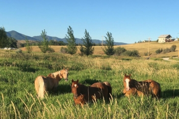montana horse property for sale castle butte ranch
