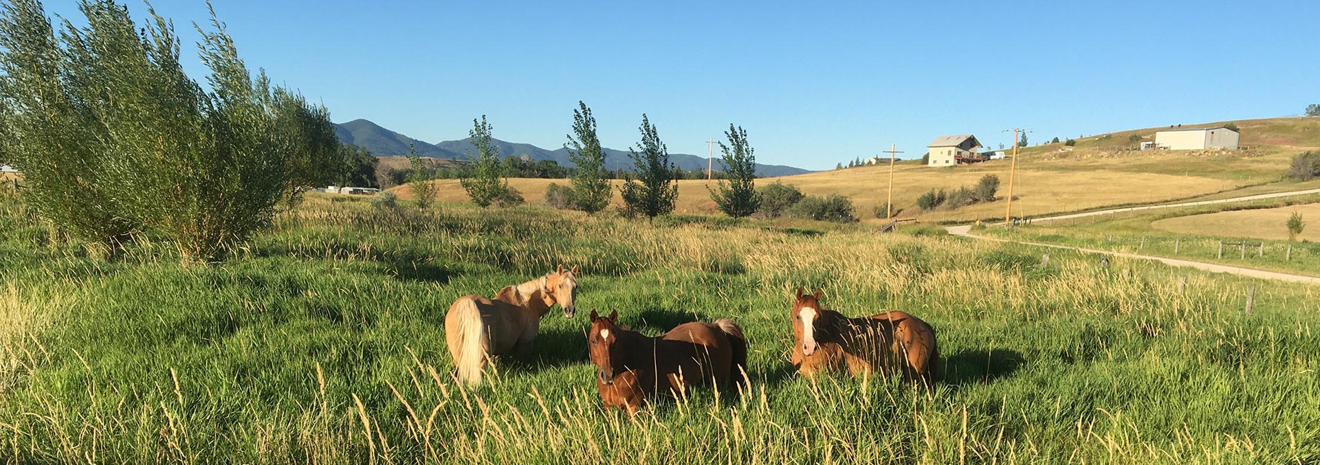 montana horse property for sale castle butte ranch